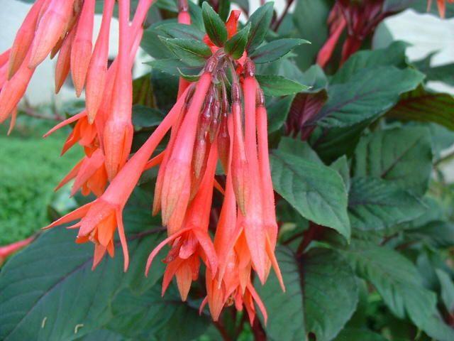 فوشیا تریفیلا - معرفی درختان میوه